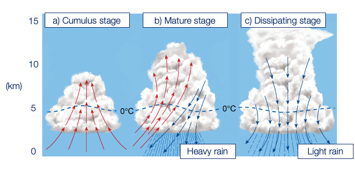 Structure of a convective cloud